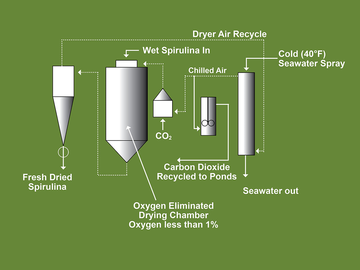 Hawaiian Spirulina Ocean Chill Drying Process 