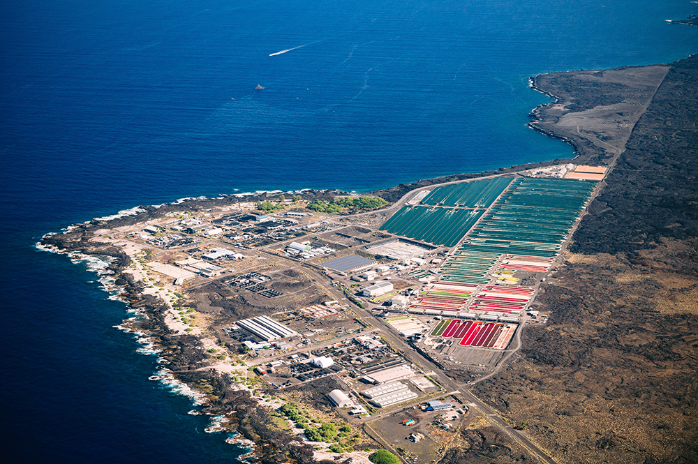 40 Years of Hawaiian Microalgae