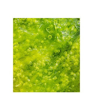 Natural Sources of Spirulina