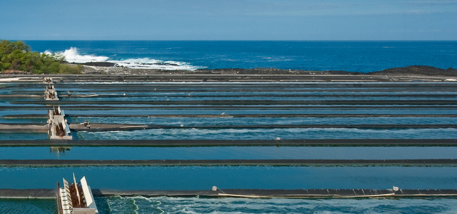 Hawaiian Spirulina