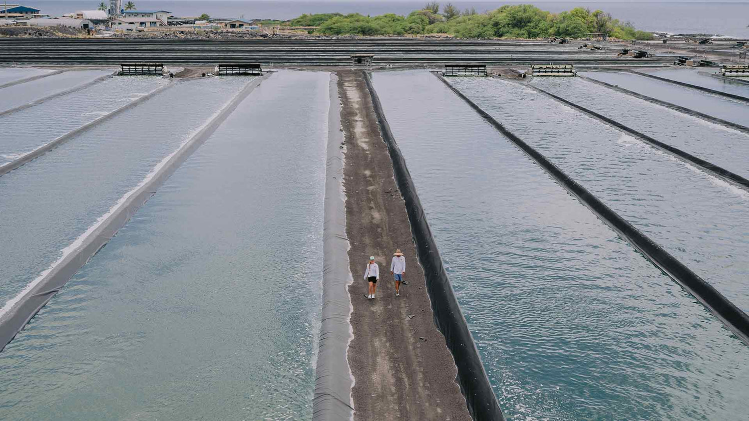 Hawaiian Spirulina Microalgae Ponds