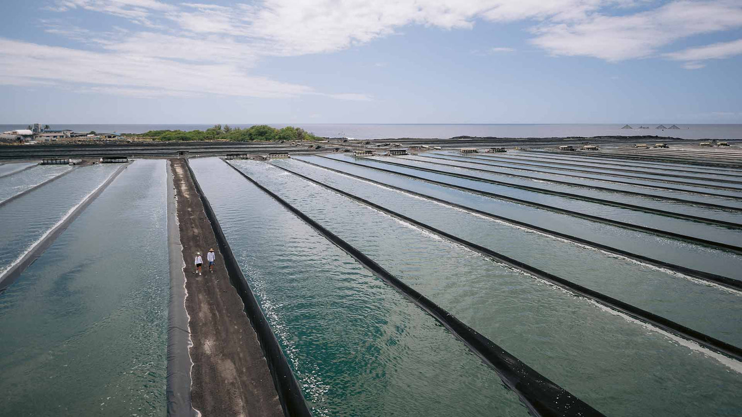 Hawaiian Spirulina Cultivation Ponds 